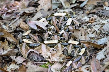 Female Gaboon Viper Snake (Bitis gabonica) on forest floor.