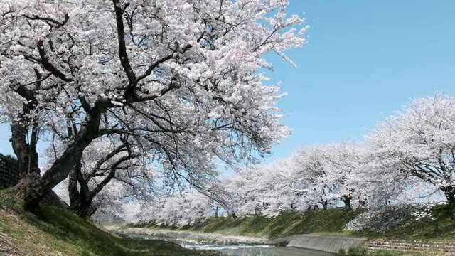 日本の春風景青空のもと舟川べりの川の流れと桜並木
