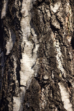 Birch bark, background. White gray wood texture