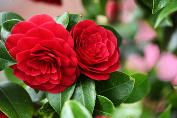 Red double formal camellia japonica  'Black Tie'  in flower