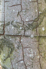Risse im Buchenstamm