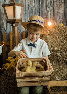 little boy in a straw hat and linen shirt sits on a haystack and strokes ducklings. Communication of children with animals
