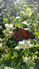 butterfly on leaf