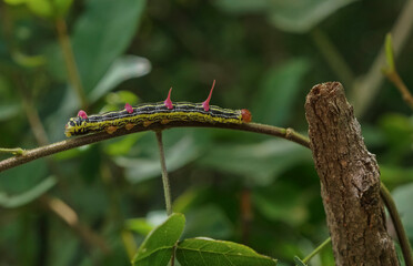 linda lagarta passeando pelo galho de uma árvore