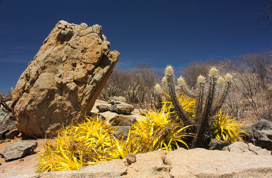 VEGETA&Ccedil;&Atilde;O DE CAATINGA EM S&Atilde;O JOS&Eacute; DO SABUGI, PARA&Iacute;BA, BRASIL