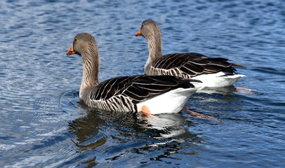 Zwei Wildenten nebeneinander schwimmend
