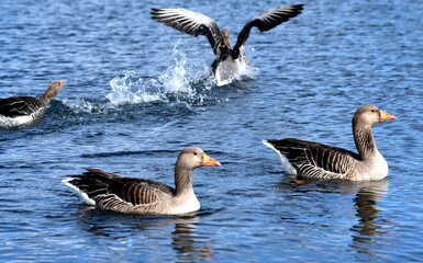 Wildenten auf einem blauen See
