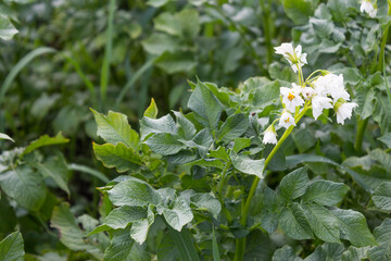 Potato plant. Vegetable garden with young potato plants close-up