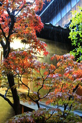 Japanese maple trees in the rain close to sundown