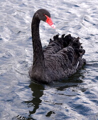 Schwarzer Trauerschwan auf einem See