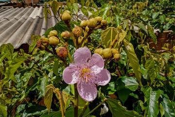 linda flor cor-de-rosa de urucum