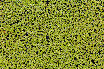 수생식물 개구리밥