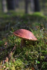 mushroom in the forest