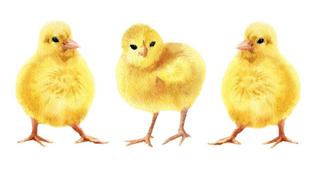  Yellow watercolor chicken. Cute little chicks isolated on white background. Hand drawn painting