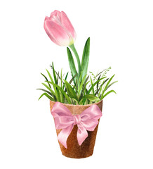 A tulip in a flower pot with pink bow. Spring illustration. Watercolour