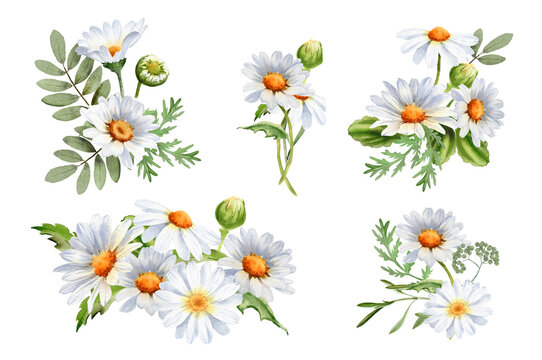 A bouquet of chamomile daisy flowers. Wildflowers for wedding invitations and greeting cards. Watercolor illustration. Realistic flower botany