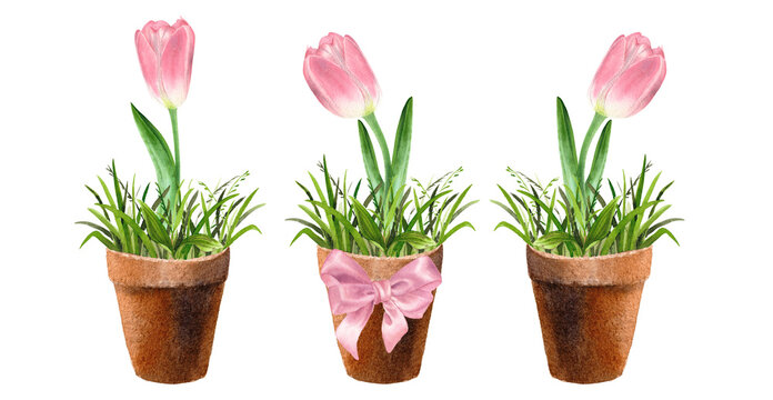 A tulip in a flower pot with pink bow. Spring illustration. Watercolour