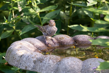 Female house finch perched at the side of a stone fountain with traces of the red berries she just ate on her face