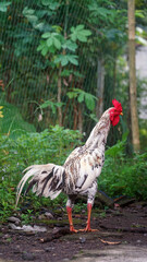 A white rooster, red comb. Focus selected, background blur