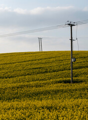 rapeseed field technology industry energy power alternative