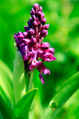 Orchis sauvage, orchidée