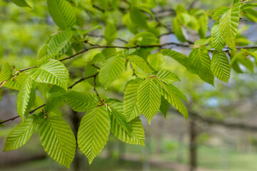 Fototapeta na wymiar Fresh young beech leaf with vibrant green color in the spring. Detailed view on a beech leaf with typical texture.