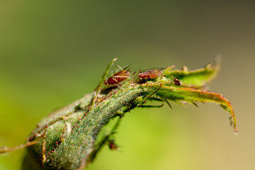 Close up of aphids on rose bud