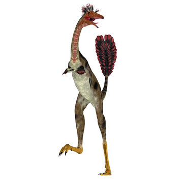 Mononykus Dinosaur on White - Mononykus was a carnivorous theropod dinosaur that lived in Mongolia during the Cretaceous Period.