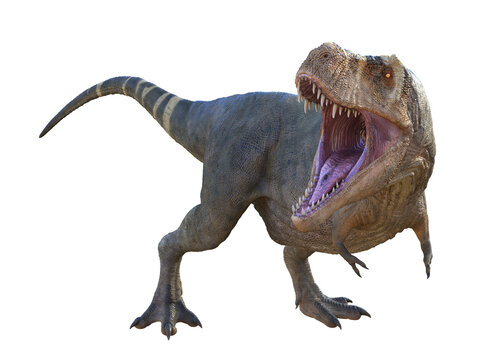 Tyrannosaurus Dinosaur Roaring - Tyrannosaurus rex was a carnivorous theropod dinosaur that lived in North America during the Cretaceous Period.