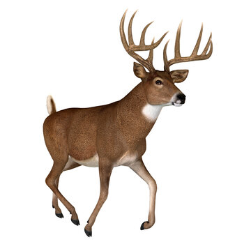 Whitetail Buck Trotting - The Whitetail deer is a herbivorous ruminant mammal that lives in North and South America in herds.