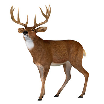 Whitetail Buck Walking - The Whitetail deer is a herbivorous ruminant mammal that lives in North and South America in herds.