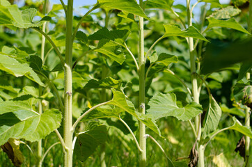 Girasoles 1