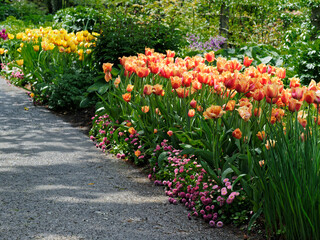 Walkway among the tulips in the springtime garden