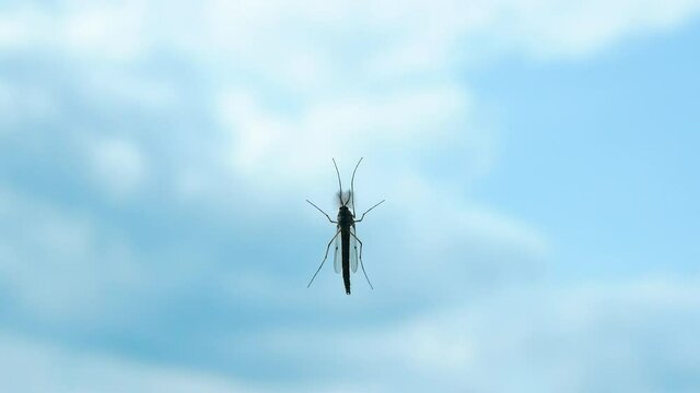 Mosquito mutant on transparent glass against the background of the sky. Winged insect.
