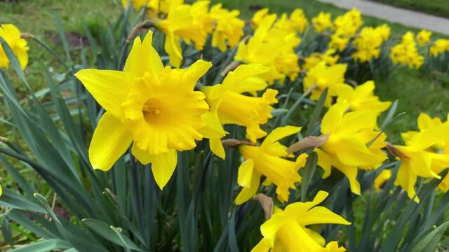 Group of yellow flowers, daffodil blooming in spring