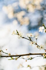 Spring flowering branch, cool colors, vertical photo
