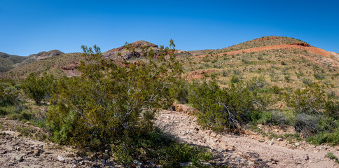 Fototapeta na wymiar Creosote Plant in Mojave Desert Calfiornia