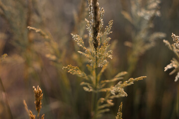 Sunset in the field. Pampas grass at sunset scene. View of grass against dusty sky. Sunset grass silhouette. Golden reed grass. Natural background.