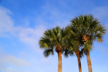 Cluster of three Palm trees together with clean air, blue sky background, no horizon, no people