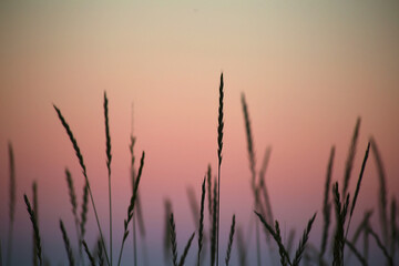 Close up view of wheatgrass at dusk with purple pink glow sky background relax soft focus