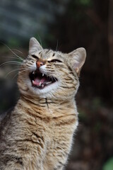 cat in the garden