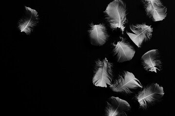 Creative black background with white feathers. Abstract backdrop of swan feathers.