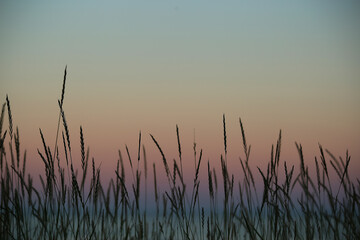 Close up view of wheatgrass at dusk with view of ocean and blue pink glow sky background soft relax focus