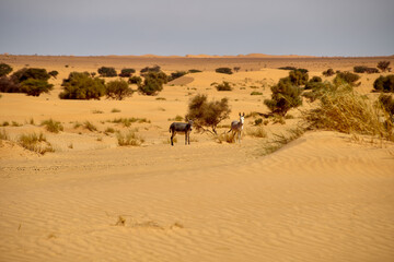 Fototapeta na wymiar Two Donkeys in the Sahara desert
