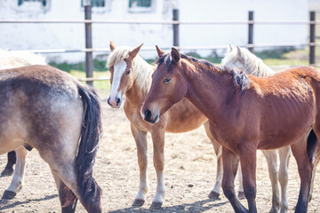 Obraz premium huge herd of horses in the field. Belarusian draft horse breed. symbol of freedom and independence