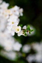 White spring flowering branch on a black background