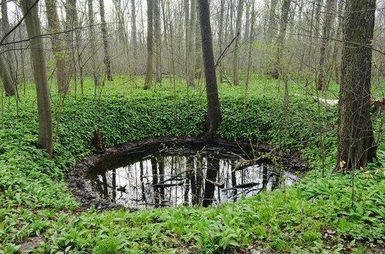 Beautiful forest mudhole and wild garlic plants on the ground
