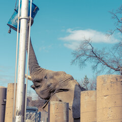 Elephant playing with feed at the zoo. Playful elephant. 