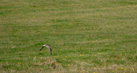 Obraz na płótnie Canvas a spring curlew in low level flight over meadow on Salisbury Plain military exercise grounds Wiltshire 