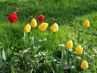 tulips in spring